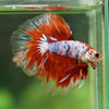 Galaxy/Candy Koi Halfmoon - 14 weeks old