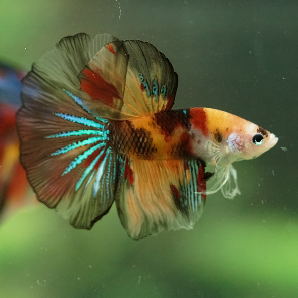 Galaxy/Candy Koi Halfmoon - 11 weeks old