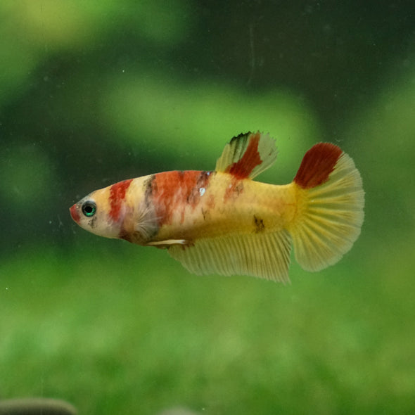 Multicolor/ Galaxy Koi Plakat - Female- 13 Weeks Old