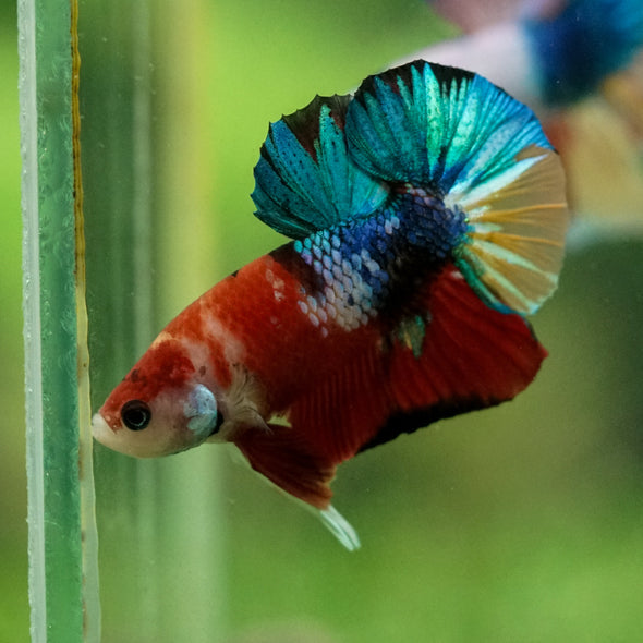 Multicolor/Galaxy Koi Plakat -10 weeks Old