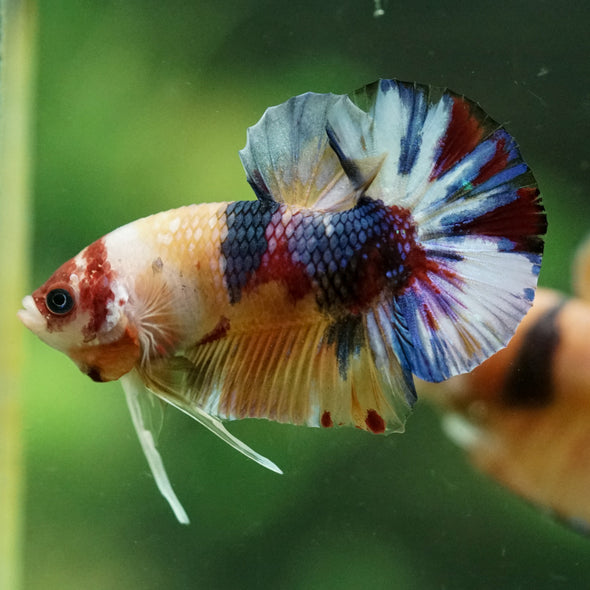 Multicolor/Galaxy Koi Plakat -11 weeks Old