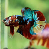 Multicolor/Galaxy Koi Plakat -16 weeks Old