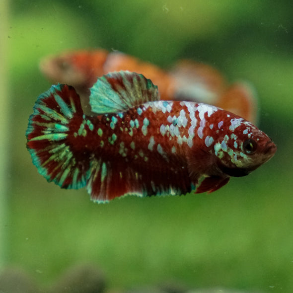 Multicolor/ Galaxy Koi Plakat - Female- 13 Weeks Old