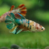 Multicolor/ Galaxy Koi Halfmoon- Female- 13 Weeks Old