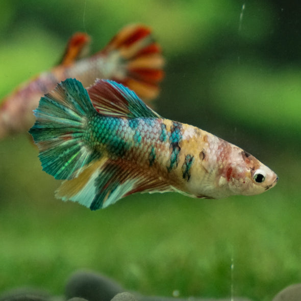 Multicolor/ Galaxy Koi Halfmoon- Female- 13 Weeks Old