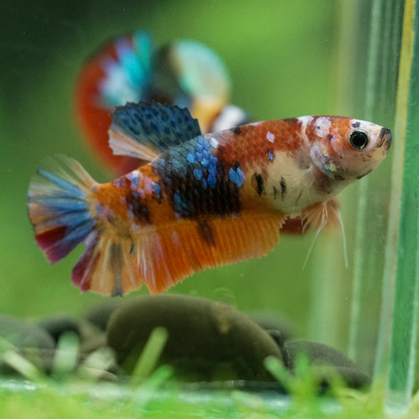 Multicolor/ Galaxy Koi Plakat- Female- 13 Weeks Old