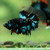 Black Base Galaxy/Candy Koi Halfmoon - 14 weeks old
