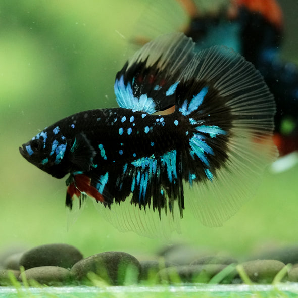 Black Base Galaxy/Candy Koi Halfmoon - 14 weeks old