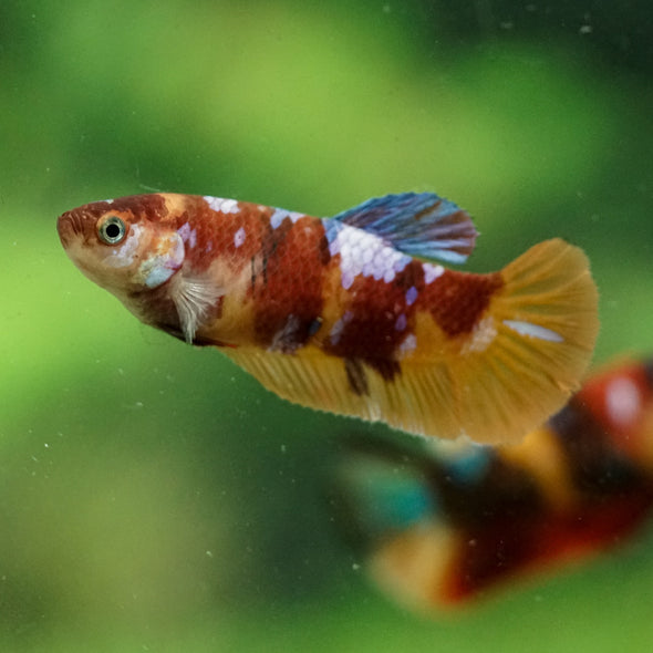 Multicolor/ Galaxy Koi Plakat- Female- 13 Weeks Old