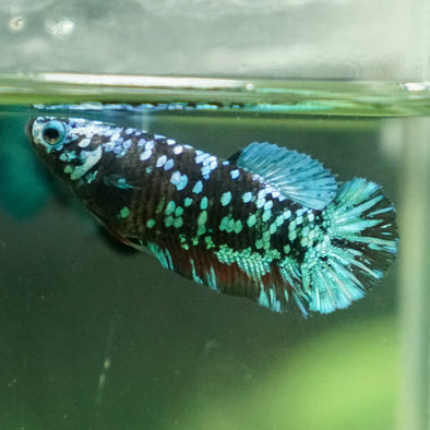 Multicolor/ Galaxy Koi Plakat - Female- 13 Weeks Old