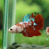 Multicolor/ Galaxy Koi Halfmoon- Female- 13 Weeks Old