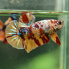Multicolor/Galaxy Koi Plakat -16 weeks Old