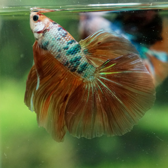 Galaxy/Candy Koi Halfmoon - 13 weeks old