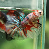 Galaxy/Candy Koi Halfmoon - 14 weeks old