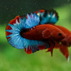Red Fancy (Hell Boy) Plakat -13 weeks Old