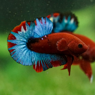 Red Fancy (Hell Boy) Plakat -13 weeks Old