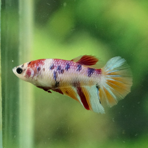 Multicolor/ Galaxy Koi Halfmoon - Female- 13 Weeks Old