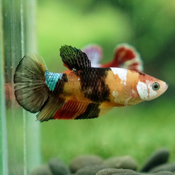 Multicolor/ Galaxy Koi Plakat- Female- 13 Weeks Old