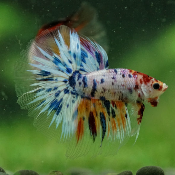 Galaxy/Candy Koi Halfmoon - 13 weeks old