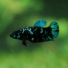 Black Galaxy Koi Plakat (Avatar) - Female- 13 Weeks Old