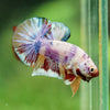 Multicolor/Galaxy Koi Plakat -16 weeks Old
