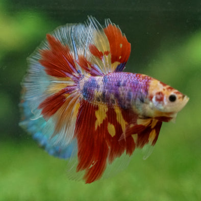 Galaxy/Candy Koi Halfmoon - 13 weeks old