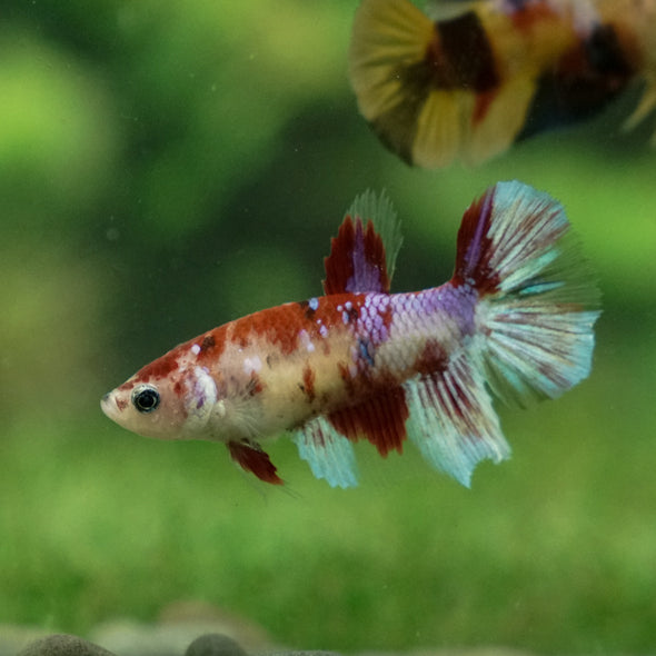 Multicolor/ Galaxy Koi Halfmoon - Female- 13 Weeks Old