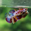 Multicolor/ Galaxy Koi Plakat - Female- 13 Weeks Old