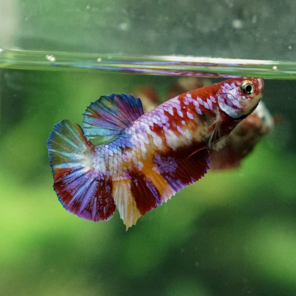 Multicolor/ Galaxy Koi Plakat - Female- 13 Weeks Old