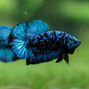 Black Koi Galaxy Plakat (Avatar) -13 weeks Old