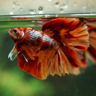 Galaxy/Candy Koi Halfmoon - 14 weeks old