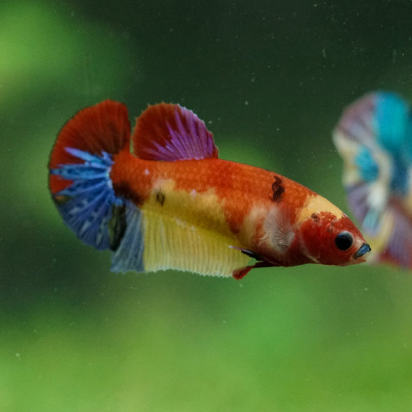 Multicolor/ Galaxy Koi Plakat- Female- 13 Weeks Old