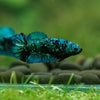 Black Galaxy Koi Plakat (Avatar) - Female- 13 Weeks Old