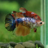 Multicolor/ Galaxy Koi Halfmoon- Female- 13 Weeks Old