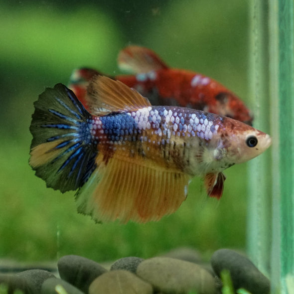 Multicolor/ Galaxy Koi Halfmoon- Female- 13 Weeks Old