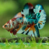Multicolor/Galaxy Koi Plakat -16 weeks Old