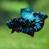 Black Koi Galaxy Plakat (Avatar) -13 weeks Old