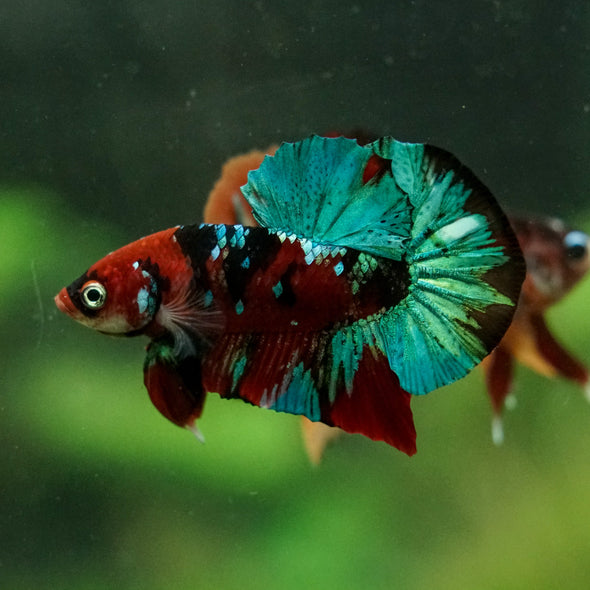 Multicolor/Galaxy Koi Plakat -16 weeks Old