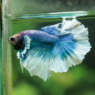 Dumbo Halfmoon - 12 weeks old