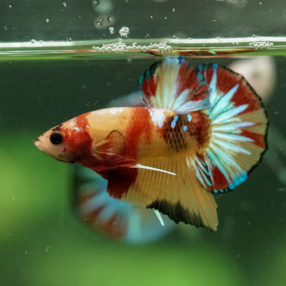 Multicolor/Galaxy Koi Plakat -10 weeks Old