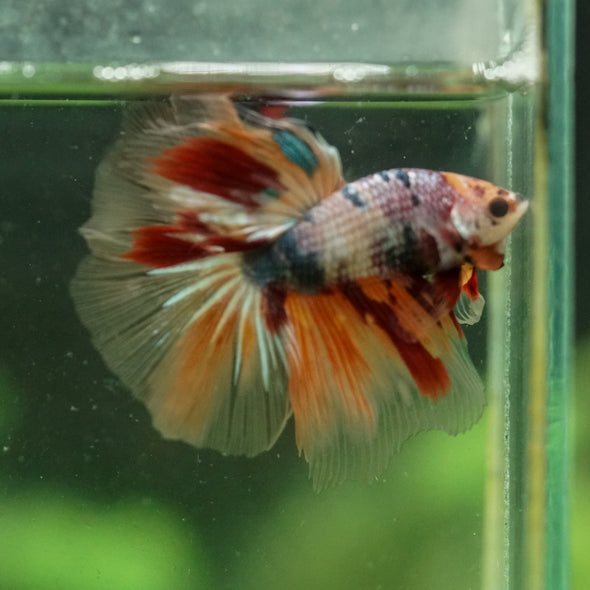 Galaxy/Candy Koi Halfmoon - 13 weeks old