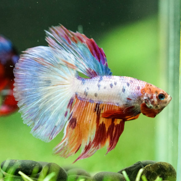 Galaxy/Candy Koi Halfmoon - 11 weeks old