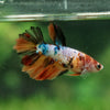 Multicolor/ Galaxy Koi Halfmoon- Female- 13 Weeks Old