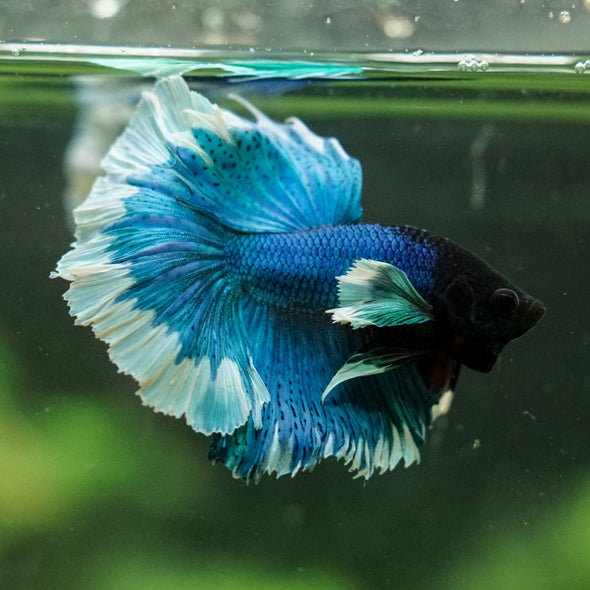 Dumbo Halfmoon - 12 weeks old