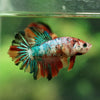 Multicolor/ Galaxy Koi Halfmoon- Female- 13 Weeks Old