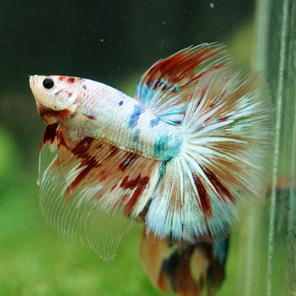 Galaxy/Candy Koi Halfmoon - 14 weeks old