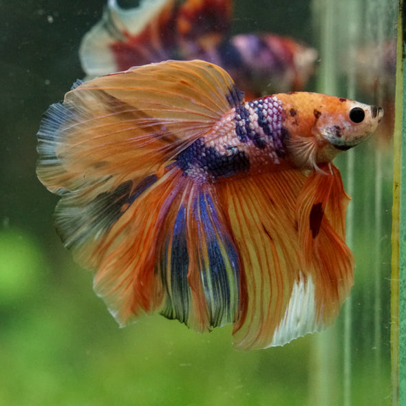 Galaxy/Candy Koi Halfmoon - 14 weeks old