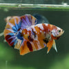 Multicolor/Galaxy Koi Plakat -14 weeks Old