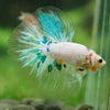 Galaxy/Candy Koi Halfmoon - 14 weeks old