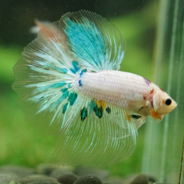 Galaxy/Candy Koi Halfmoon - 14 weeks old
